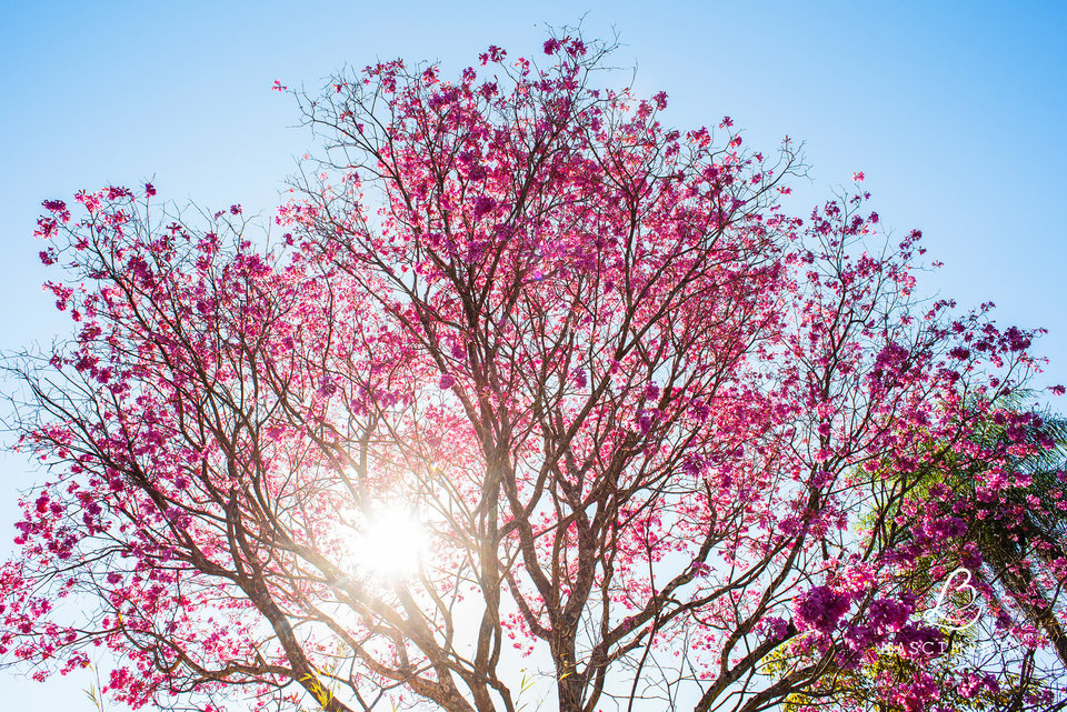 Ensaio Família Marlene Jabrayan / Estância Jomar